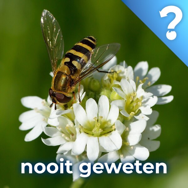 Nooit Geweten