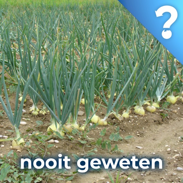 Bonus: Onion Futures Act Bonus: Onion Futures Act